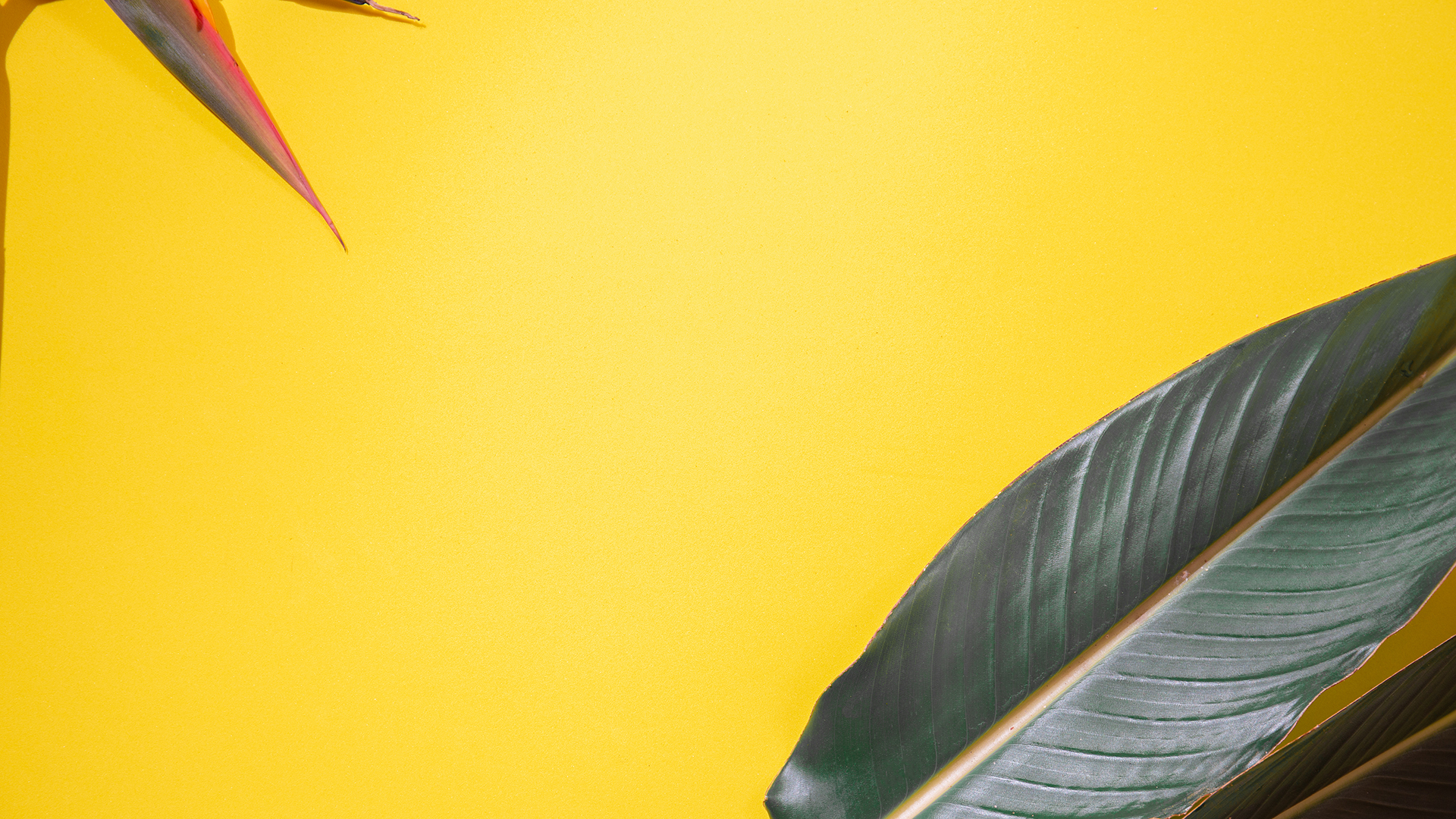 Tropical botanical background. Tropical plants on yellow background. flat lay.